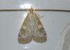 Udea olivalis